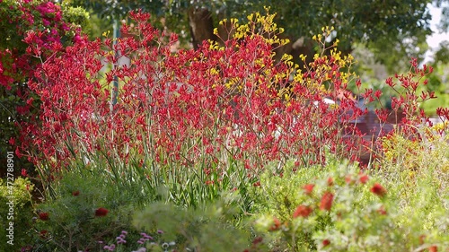 Brilliant red kangaroo paw bush sways in the wind - adorned with yellow bush behind and green gum tree in background