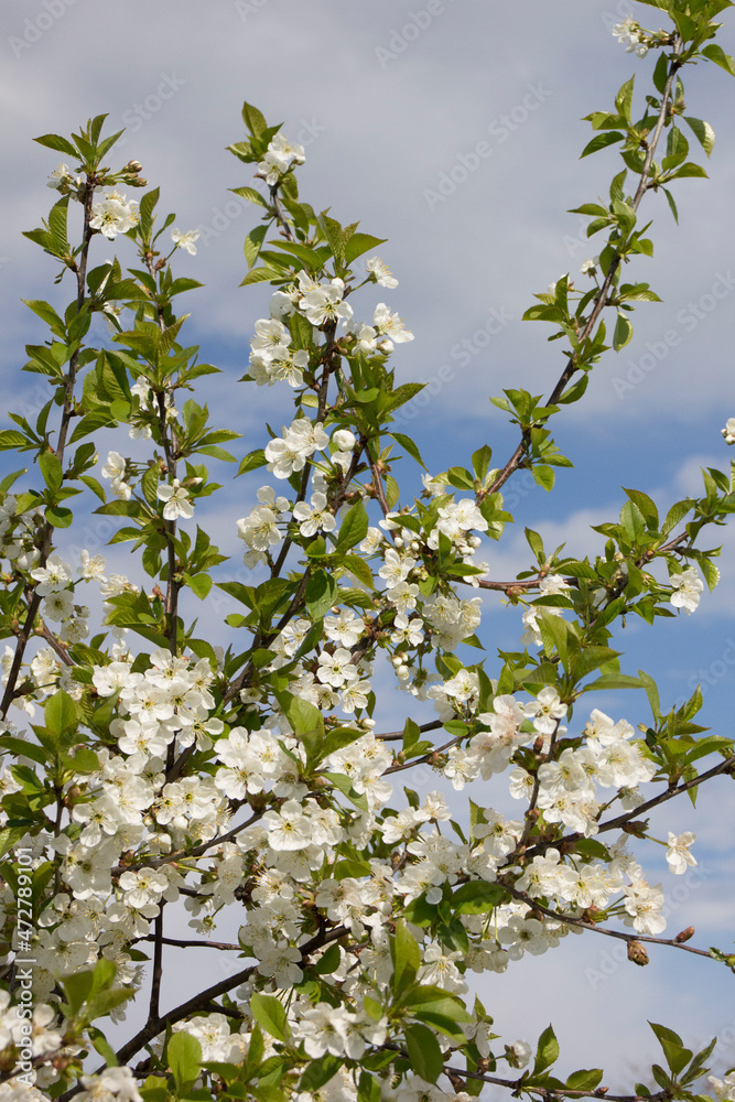 blooming cherry plum against the background of a bright blue spring sky. White flowers on a branch. Prunus cerasifera. Clouds. blooming cherry plum against the background of a bright blue spring sky. White flowers on a branch. Prunus cerasifera. Clouds.