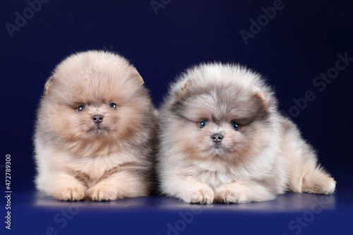 Two cute little pomeranian puppies © adyafoto