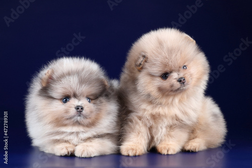 Two cute little pomeranian puppies