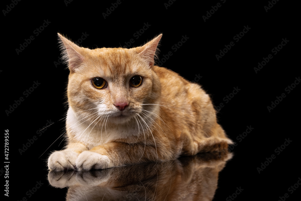 Portrait of beautiful big fluffy red cat with brown eyes isolated on dark studio background. Animal life concept