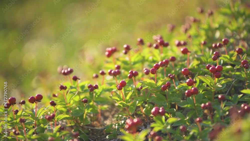 A beautiful landscape not typical for the Kola Peninsula