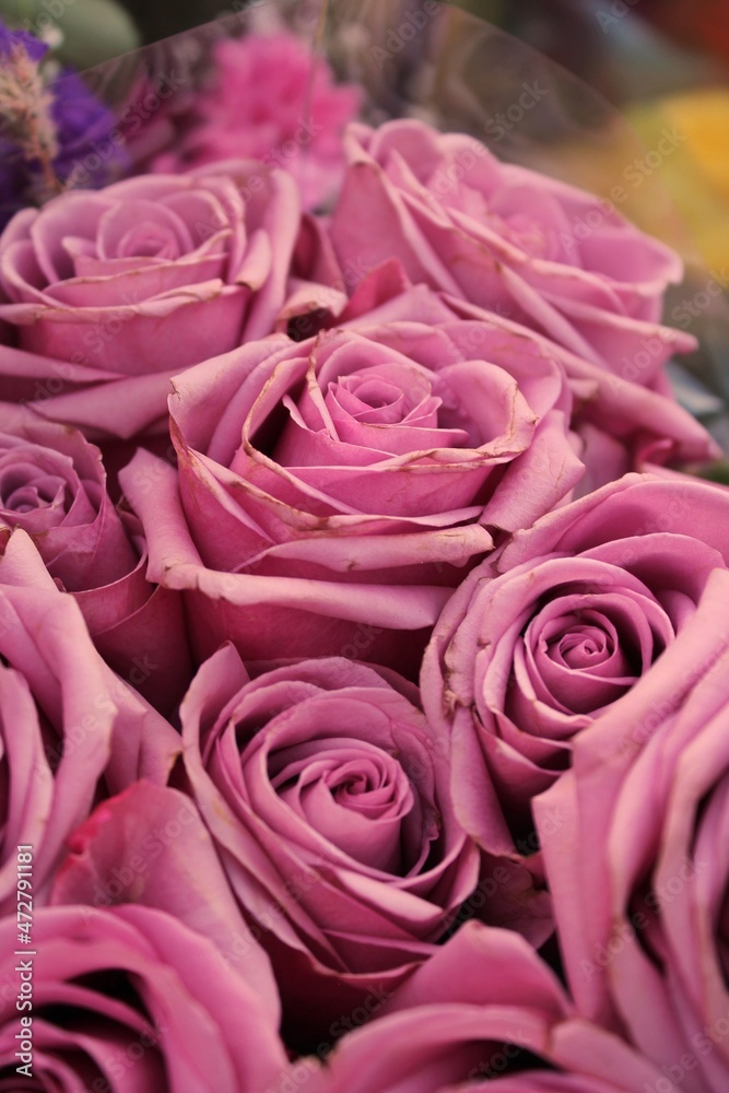 bouquet of pink roses