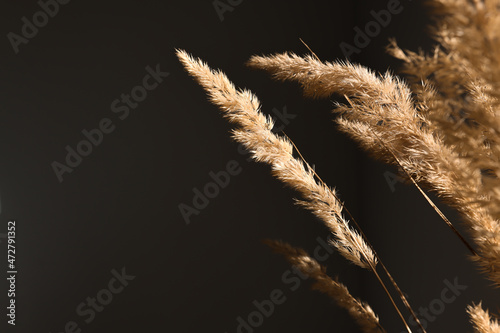 Dry branches of pampas grass on a black background wall indoors. Minimal composition with natural elements in the decor.
