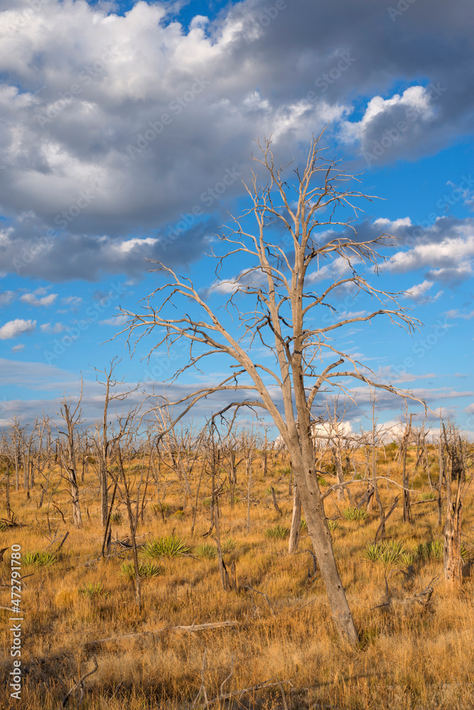 USA, Colorado. Mesa Verde National Park, remains of charred forest from 2002 fire on Chapin Mesa.