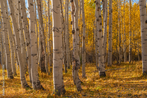 USA  Colorado. Gunnison National Forest  early morning light on autumn colored grove of quaking aspen near Kebler Pass.