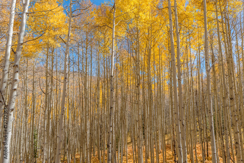 USA, Colorado. Gunnison National Forest, morning light on autumn colored grove of quaking aspen with colorful understory, near Kebler Pass.