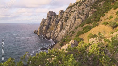 Wallpaper Mural Flying among beautiful old pines growing at seaside. Blue bay at sunrise is seen behind the trees. Marine biospheric reservation, Russia. Aerial Torontodigital.ca