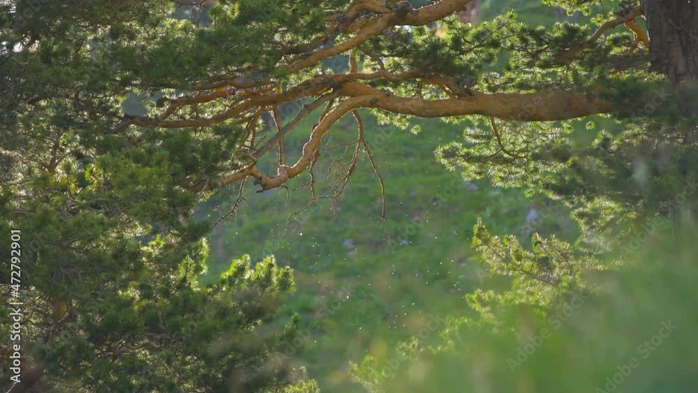 Green meadow in the mountains with flowers and summer grasses. Setting sun illuminates the green hills with trees. Chamomile and other wildflowers at sunset. Camera goes up, gimbal shot. UHD 4K Green meadow in the mountains with flowers and summer grasses. Setting sun illuminates the green hills with trees. Chamomile and other wildflowers at sunset. Camera goes up, gimbal shot. UHD 4K