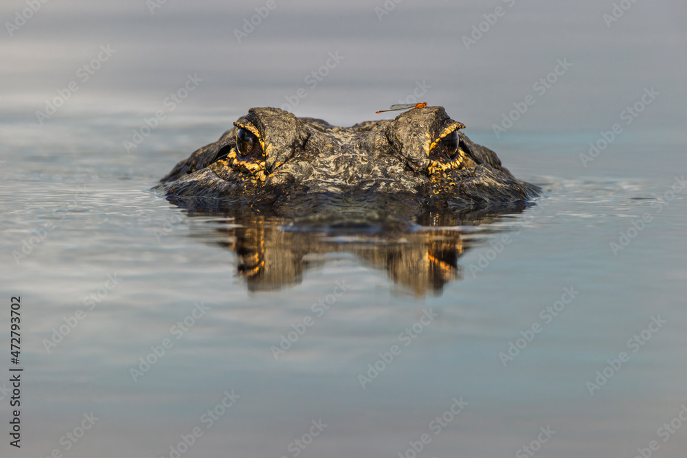 American alligator with dragonfly on head, from eye level with water, Myakka River State Park, Florida - obrazy, fototapety, plakaty 