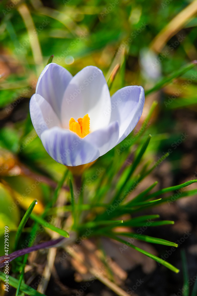 Fototapeta premium spring crocus flower