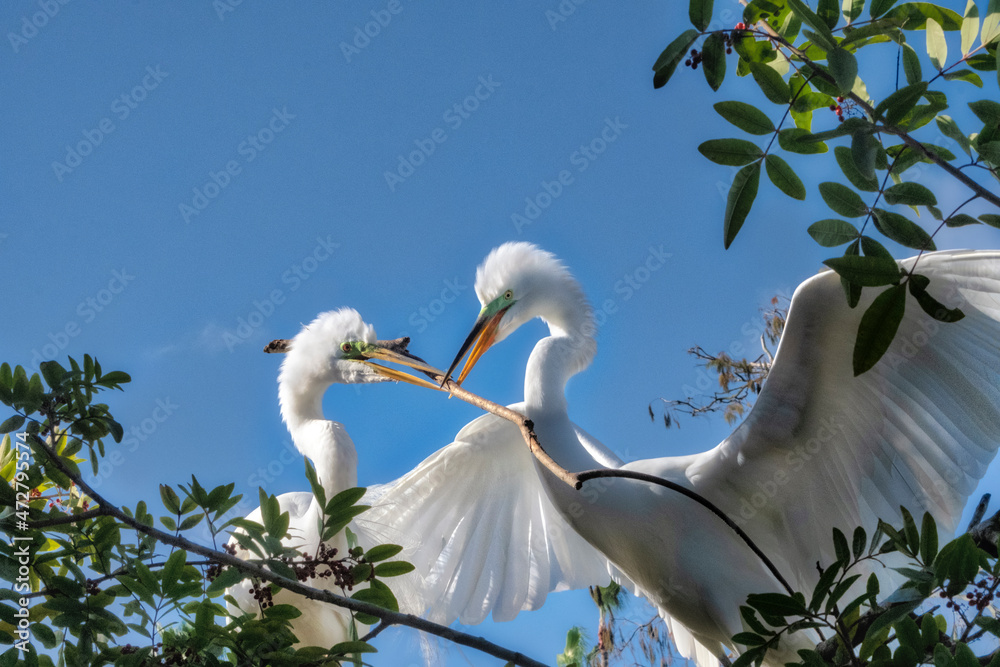Great Egrets building nest, Florida Great Egrets building nest, Florida