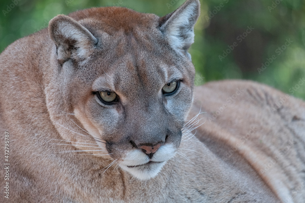 Naklejka premium Florida Panther, Gatorland, Orlando, Florida
