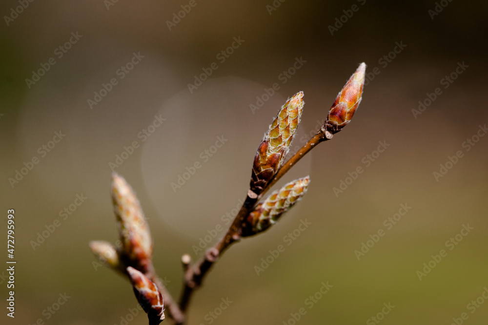 Fototapeta premium branch spring