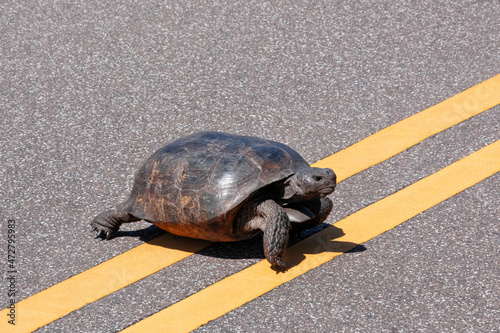 Gopher Tortoise, Florida photo