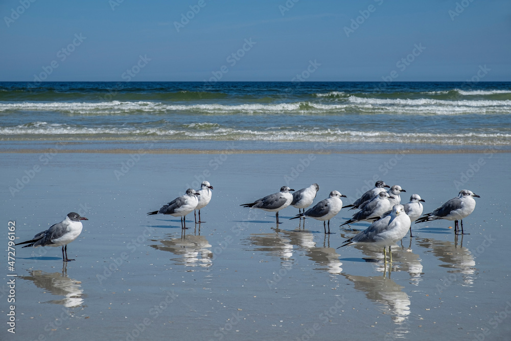 Laughing Gulls, Florida