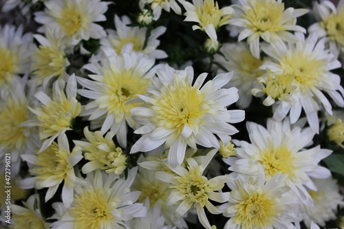 white chrysanthemum flower