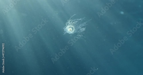 Turritopsis nutricula Turritopsis dohrnii Oceania O. armata immortal underwater closing jellyfish ocean scenery photo