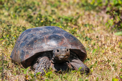 Gopher Tortoise, Florida