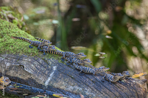 Valokuva Young American alligators on a log in a south Florida swamp.