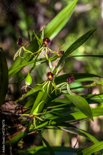 Fotografie, Tablou The unique and endangered epiphytic clamshell orchid, in south Florida, has three anthers
