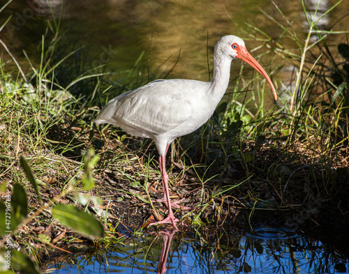 Photography Adult white ibis, in breeding colors.