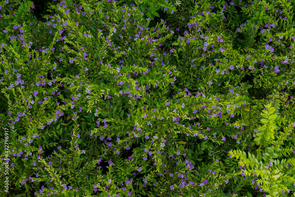 Cuphea hyssopifolia, the false heather, Mexican heather, Hawaiian heather or elfin herb, is a small evergreen shrub native to Mexico, Guatemala and Honduras. Antalya Turkey. Selective Focus.