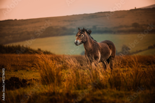 Exmoor Pony © MSP