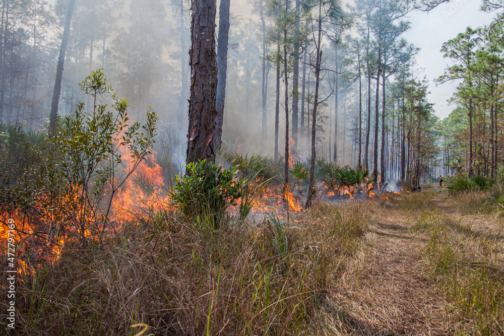Using prescribed fire to control fuel loading and spur new tender growth for wildlife. Using prescribed fire to control fuel loading and spur new tender growth for wildlife.
