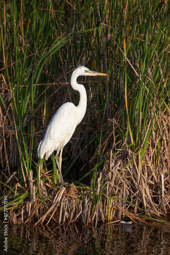Fototapeta premium A great white heron poses in a south Florida wetland.