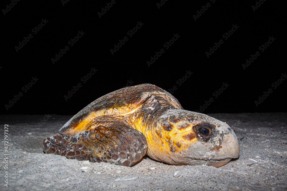 A nesting loggerhead sea turtle on a Florida beach. A nesting loggerhead sea turtle on a Florida beach.