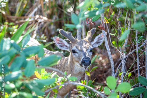 Fototapeta Naklejka Na Ścianę i Meble -  A male (buck) Key deer is endangered and only found in the Florida Keys.