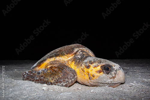 A nesting loggerhead sea turtle on a Florida beach.
