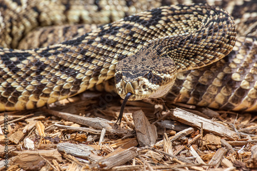 An eastern diamondback rattlesnake is venomous and becoming increasingly rare.