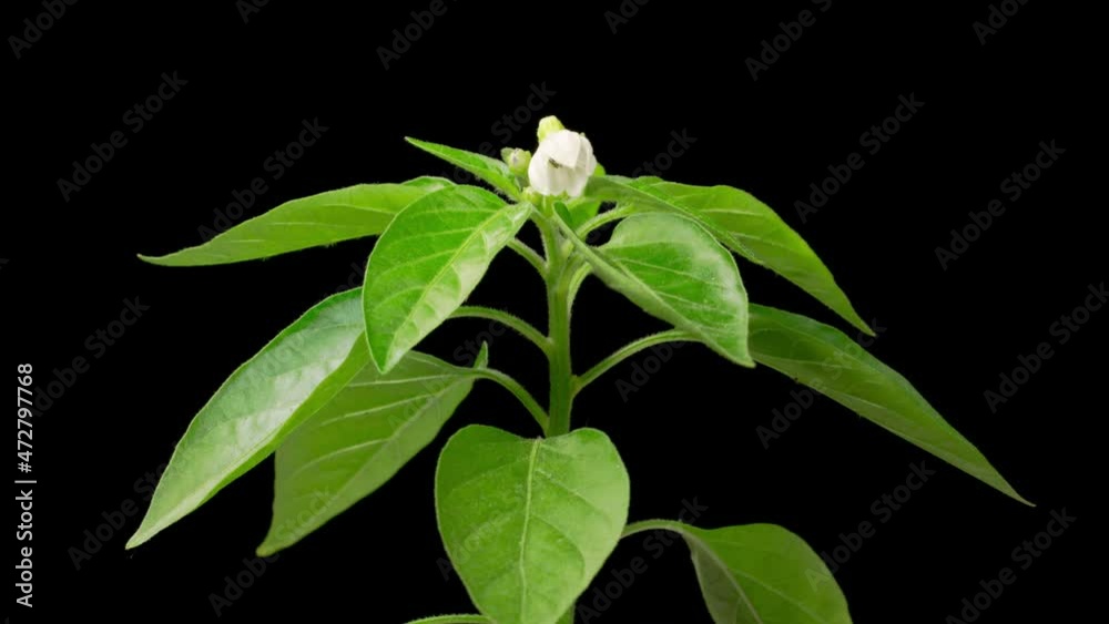 Sweet Bell Pepper Flower Blossoms. Beautiful Time Lapse of Growth and