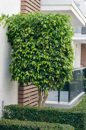 shaped tree for landscaping in hotel garden. Selective Focus. © Yasin