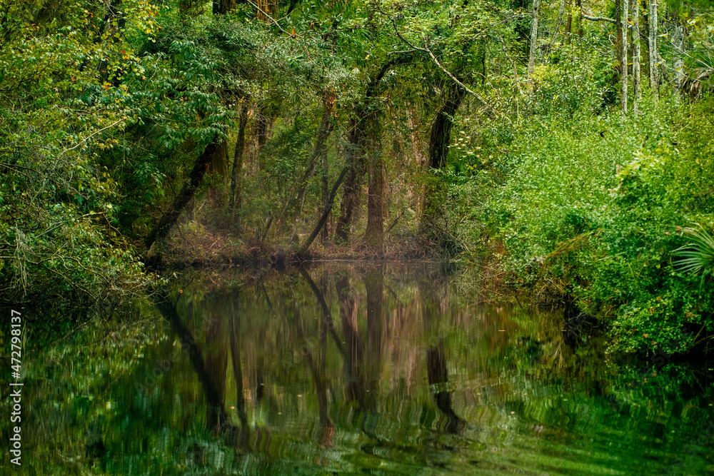 Fototapeta premium Picturesque landscape of Homosassa River with reflection of trees and native growth