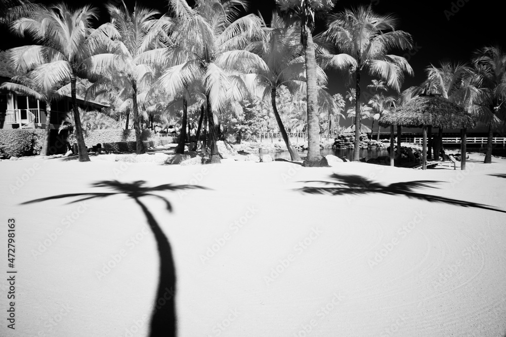 Fototapeta USA, Florida Keys. Infrared palm trees along the Florida Keys