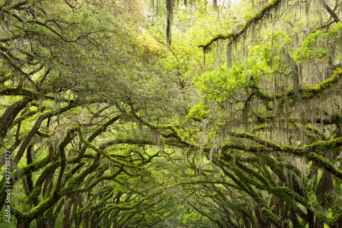 USA, Georgia, Savannah. Canopy of oaks at Historic Wormsloe Plantation.