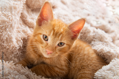 Fototapeta Naklejka Na Ścianę i Meble -  Cute ginger kitten