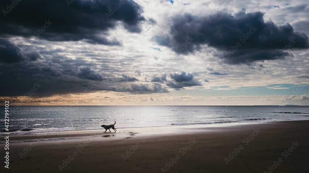 dog on the beach at sunset