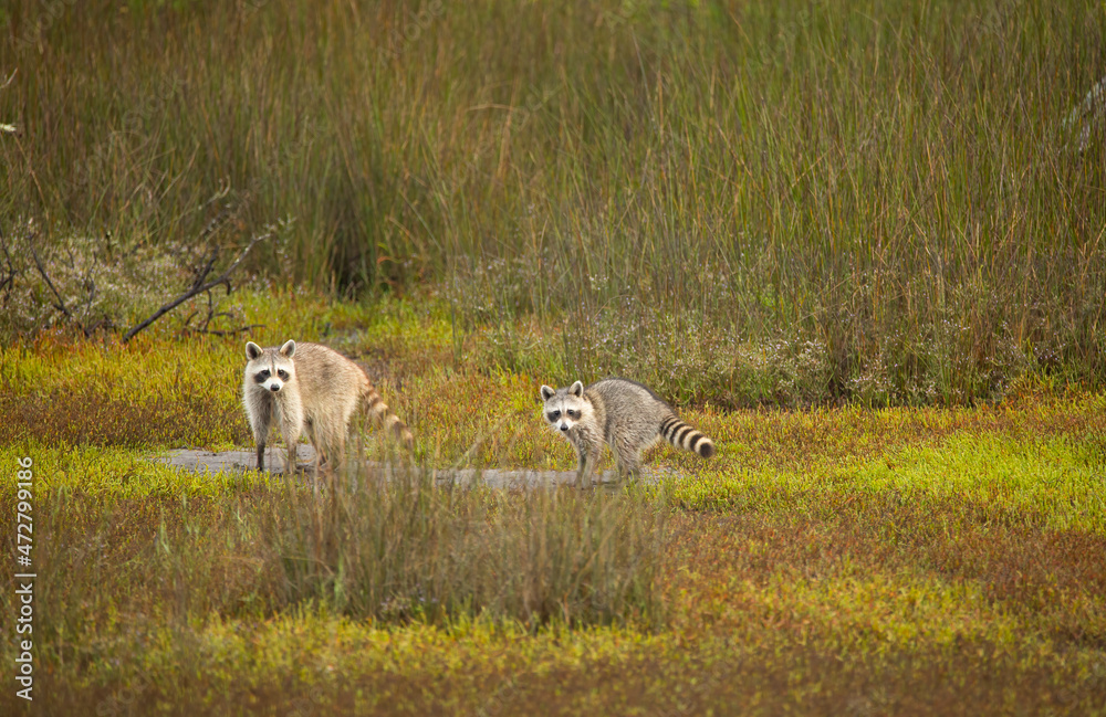 Obraz premium USA, Georgia, Savannah. Racoons in the hardwood forest at Skidaway Island Sate Park.
