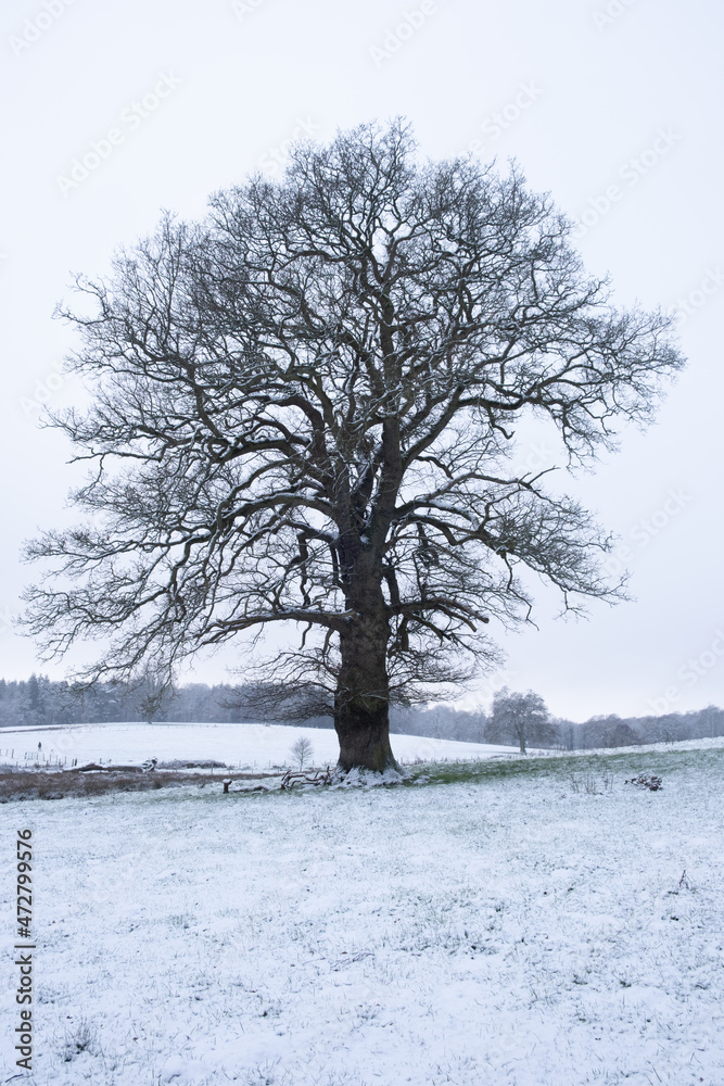 Fototapeta premium tree in winter
