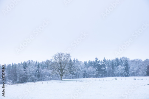 winter landscape with trees © stp23