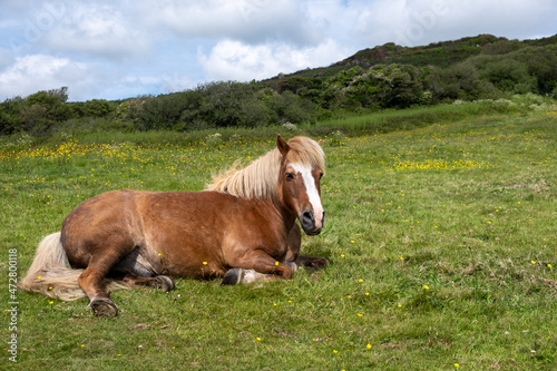 horse in the meadow