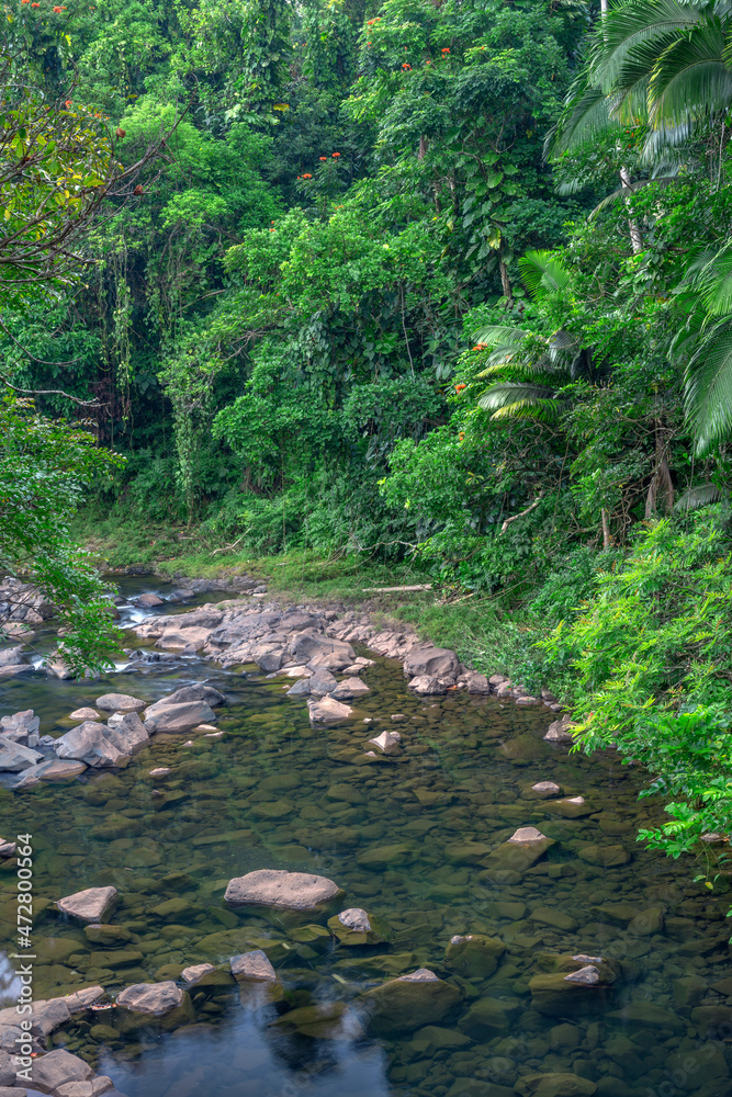 Obraz premium USA, Hawaii, Big Island of Hawaii. Hamakua Coast, Ka Wainui Stream slowly courses through tropical rainforest, Old Mamalahoa Highway.