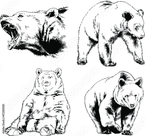big brown grizzly bear drawn in ink by hand