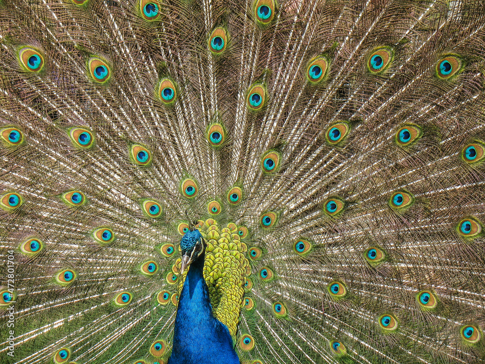 Naklejka premium Peacock Displaying