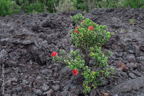 USA, Hawaii, Big Island of Hawaii. Hawaii Volcanoes National Park, Small ohia lehua tree growing in field of rough lava called aa, from Chain of Craters Road. photo
