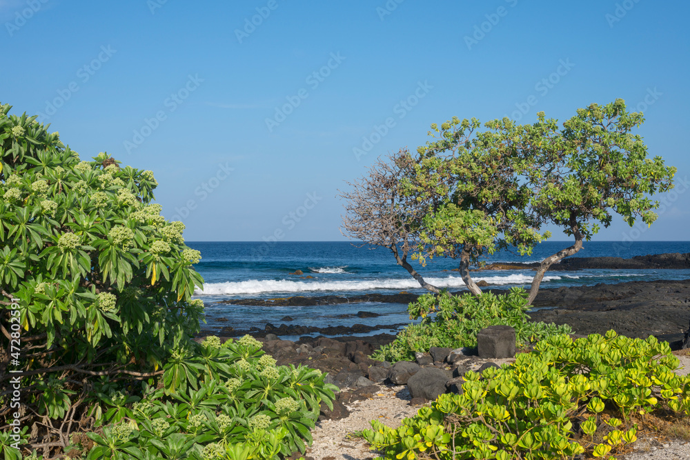 USA, Hawaii, Big Island of Hawaii. Kohanaiki Beach Park, Seaside heliotrope trees, lava flow and ocean in early morning.